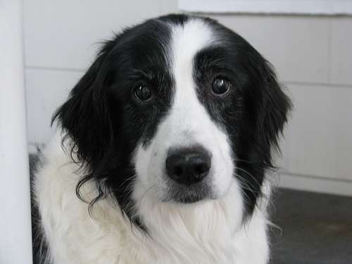 Un perro mojado con mirada de desconcierto con pelaje  largo negro y blanco 