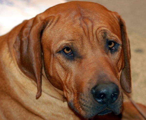 Vemos a un perro muy grande de color marrón y mirada  tranquila