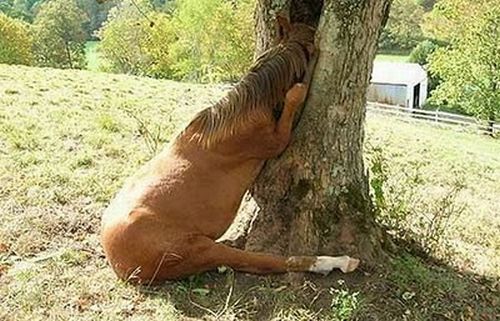 Tenemoss a un caballo que metio su cabeza dentro de una ranura de un tronco de un arbol sin poderla sacar