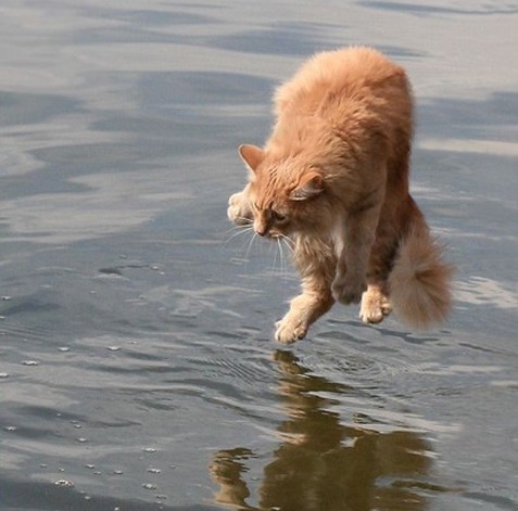 Un gato de color habano corre sobre el agua y intenta atrapar lo que esta viendo en el agua sin saber que es su propia imagen