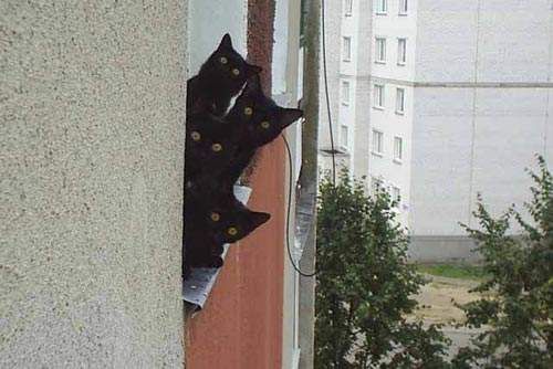 Vemos a una familia de cuatro hermosos gatos negros que se asoman a curiosear por una ventana de un apartamento