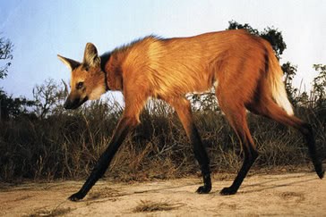 Vemos a un animal con aspecto de zorro pero mucho mas alto pelaje largo y patas largas y color oscuro