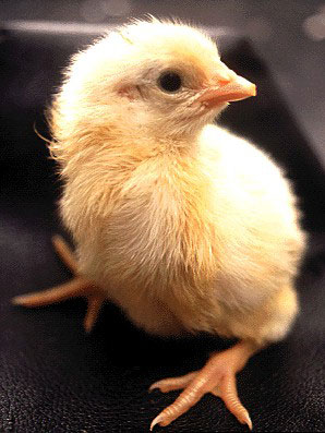 El proceso termino el pollo ha nacido ya con plumón amarillo y ojos negros