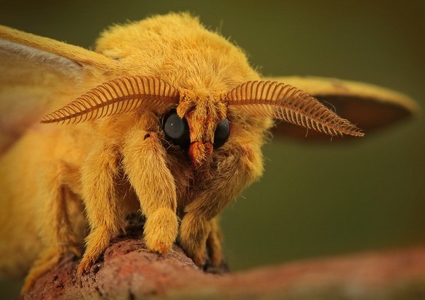 Vemos un hermoso insecto en color amarillo ojos muy grandes y hermosas antenas