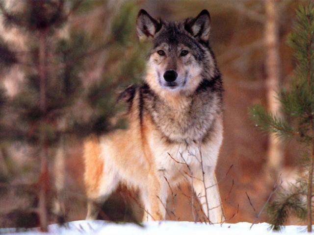 Tenemos un hermoso lobo en color café  orejas grandes hacia arriba y pelaje abundante