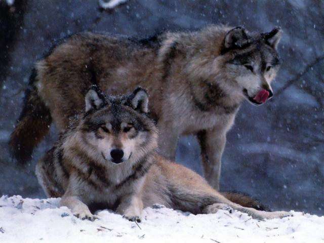 Una pareja de lobos descansa en un campo con nieve el uno esta echado y el otro vigila de pie