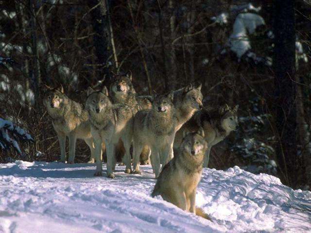 Un  manada de lobos a la expectativa en un claro del bosque