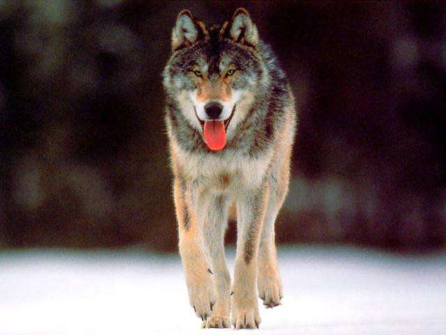 Un lobo solitario camina fatigado con su lengua afuera sobre la nieve