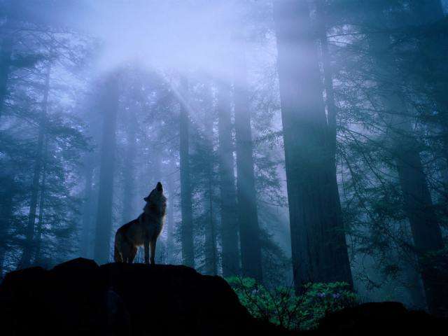 vemos aca a un lobo que aulla en medio de un bosque en una noche muy clara
