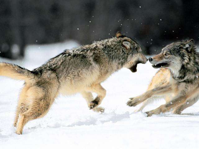 Tenemos dos ejemplares de lobos que se enfrentan en una pelea o en un juego
