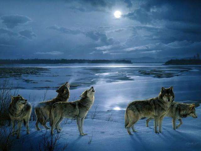 Tenemos a una pequeña manda de lobos que le aullan a la luna en una noche muy clara en medio de un bosque