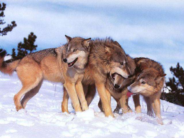 Vemos a cuatro lobos adultos que juegan en la nieve y uno aprisiona la quijada del otro