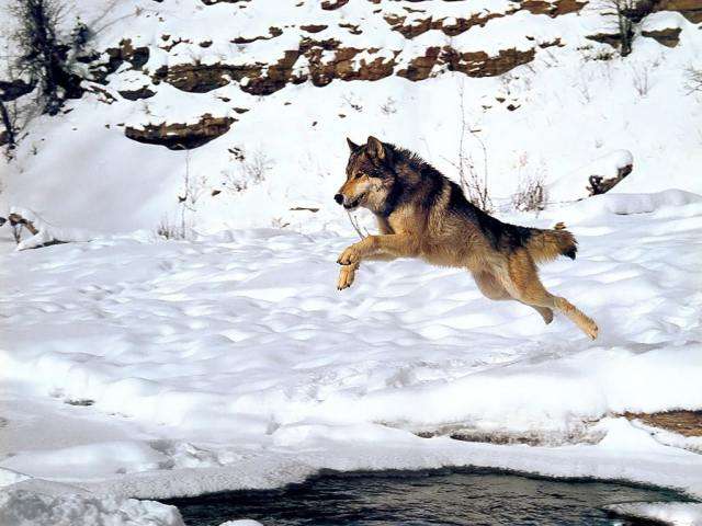 UN lobo corre sobre un campo cubierto de nieve