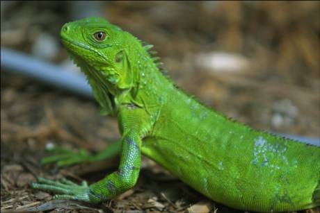 Vemos una hermosa iguana de color verde  se ve ágil y descansa sobre una cama de hojas