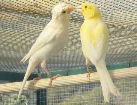Vemos dos hermosos pajaritos amarillos que viven en una jaula con comida y agua