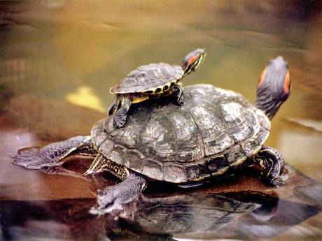 Tenemos acá una tortuga con su cría  a la espalda su caparazón es de color café son buenas mascotas