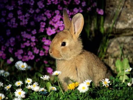 Podemos ver un lindo conejo de color habano en medio de un campo de flores se ve muy tranquilo