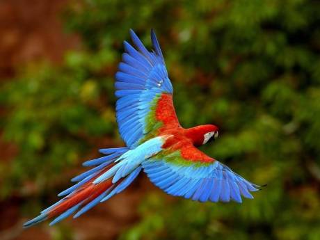 Vemos aquí un hermoso guacamayo de vivos colores azul rojo verde que vuela con sus alas extendidas sobre una selva