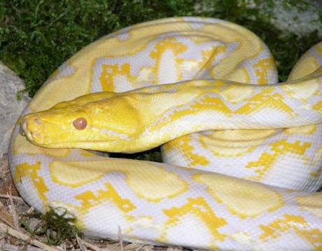 vemos una hermosa serpiente en colores blanco y amarillo  esta descansa sobre una hojarasca