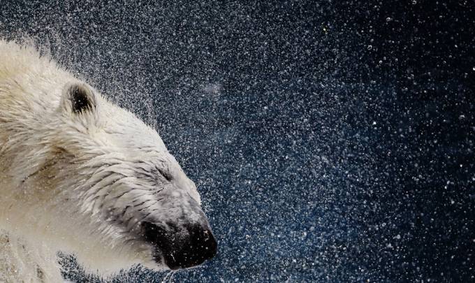 vemos a un oso polar que se sacude para quitarse el resto de agua que tiene en su cuerpo