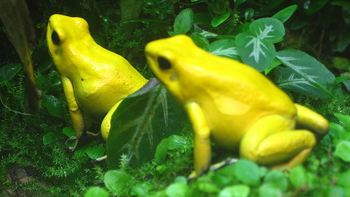 Vemos a dos ranas  color amarillo que se quedan entre la vegetacion  