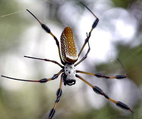 Vemos una araña con torax blanco y patas amarillas que esta sobre sus telarañas