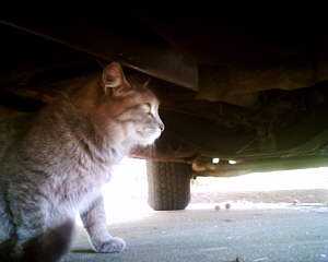 El gato sigue debajo del carro muy tranquilo