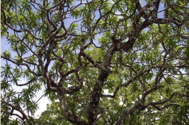 Arbol de 12 metros, sus ramas son bastante delgadas y parecen algo enredadas
