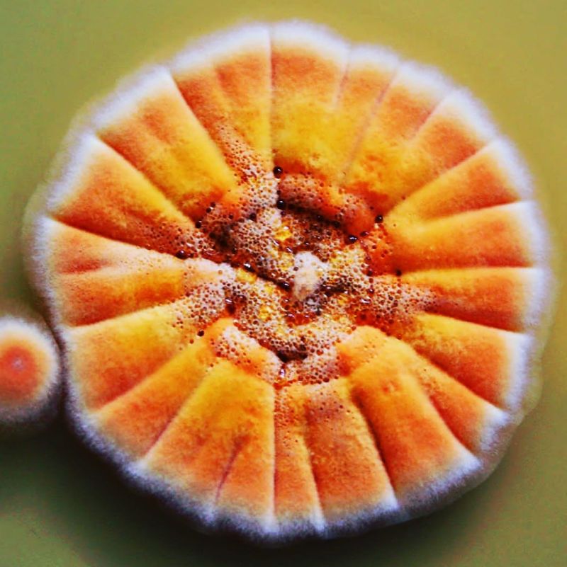 círculos con líneas que parecen frutos segmentados como una mandarina