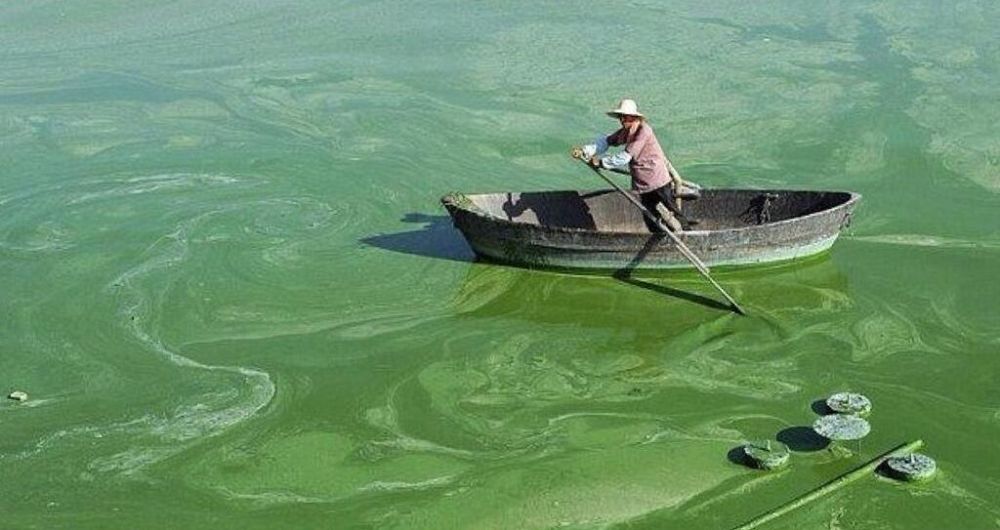Un Señor en una canoa remando en medio de un lago muy verde e inmenso