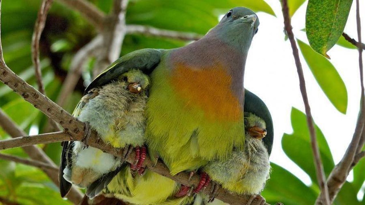 Un ave entre el follage abrazando a sus dos polluelos