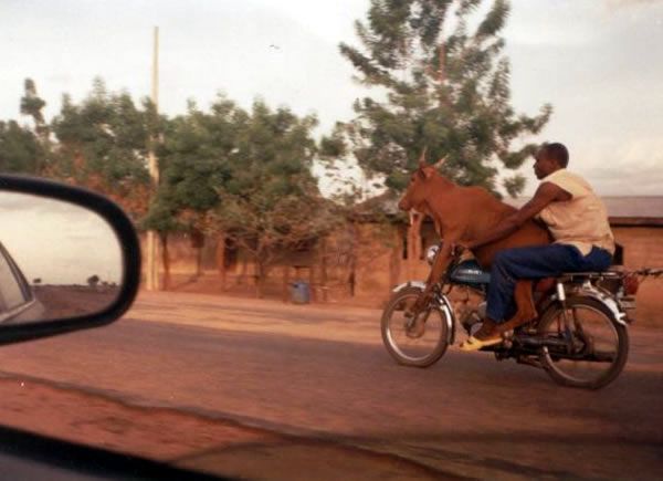 Un hombre de color lleva montada un vaca en su moto