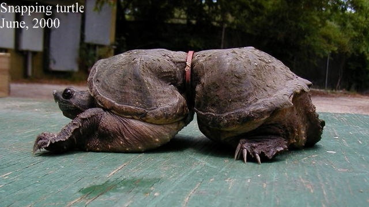 Una tortuga que lleva en su caparazón partido por una correa que hace que se parte en dos