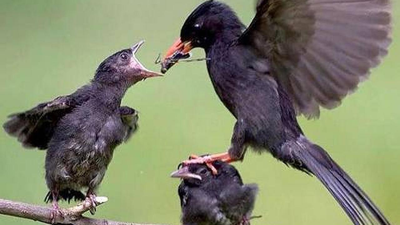 Un ave que da de comer a una de sus crías mientras el otro recibe sobre su cabeza la pata de su progenitora