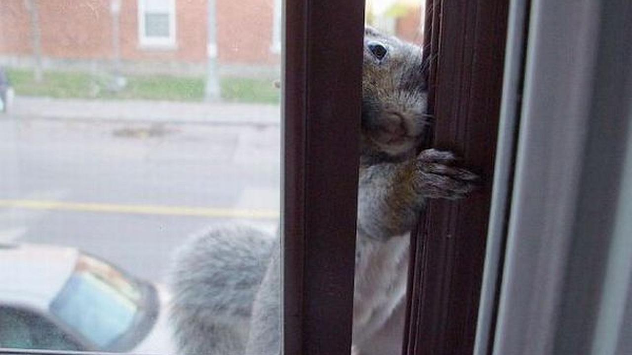 Una ardilla trata de entrar por una ventana mientras es observada