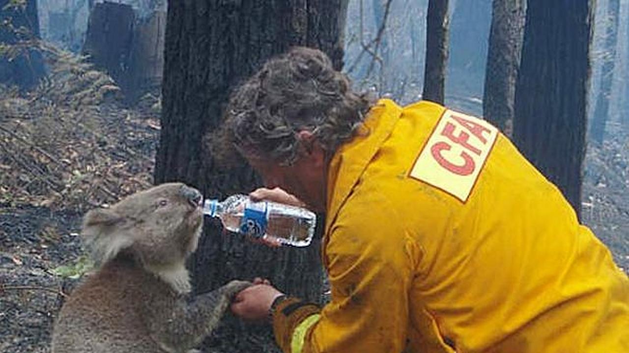 Un hombre le da agua a un koala en una botella mientras pasa el incendiio