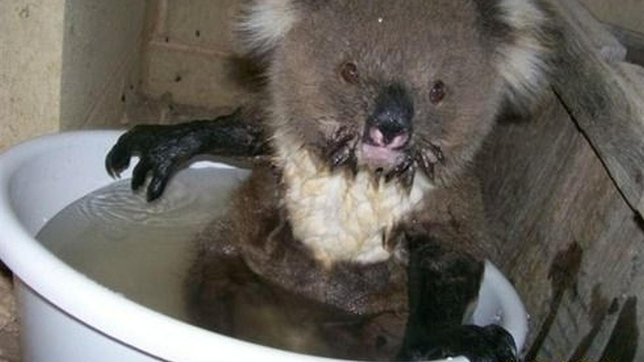 Un koala en una bañera