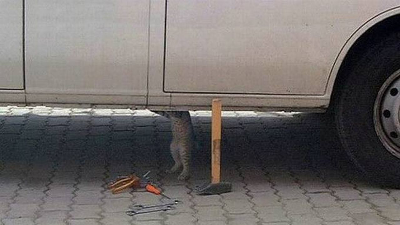 Un gato reparando un automóvil por debajo de el