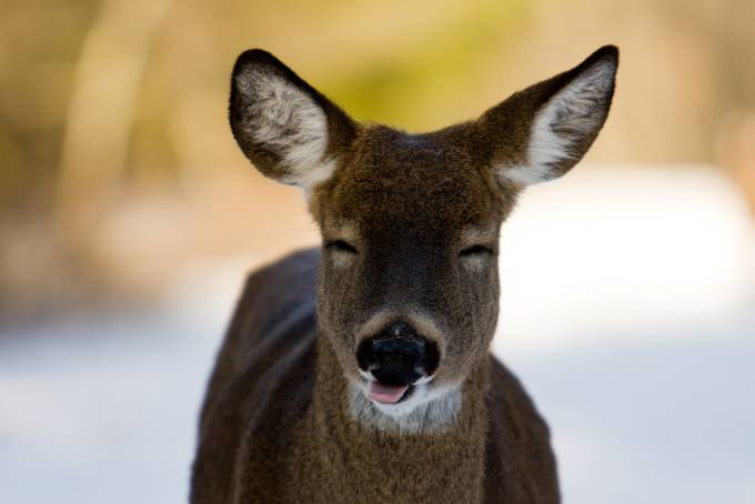Un ciervo  con los ojos cerrados y la lengua afuera