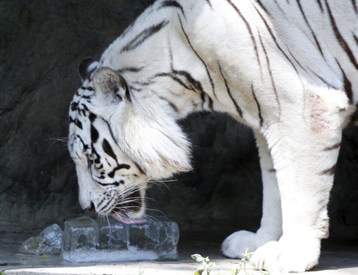 Un tigre blanco lamiendo un cubo de hielo