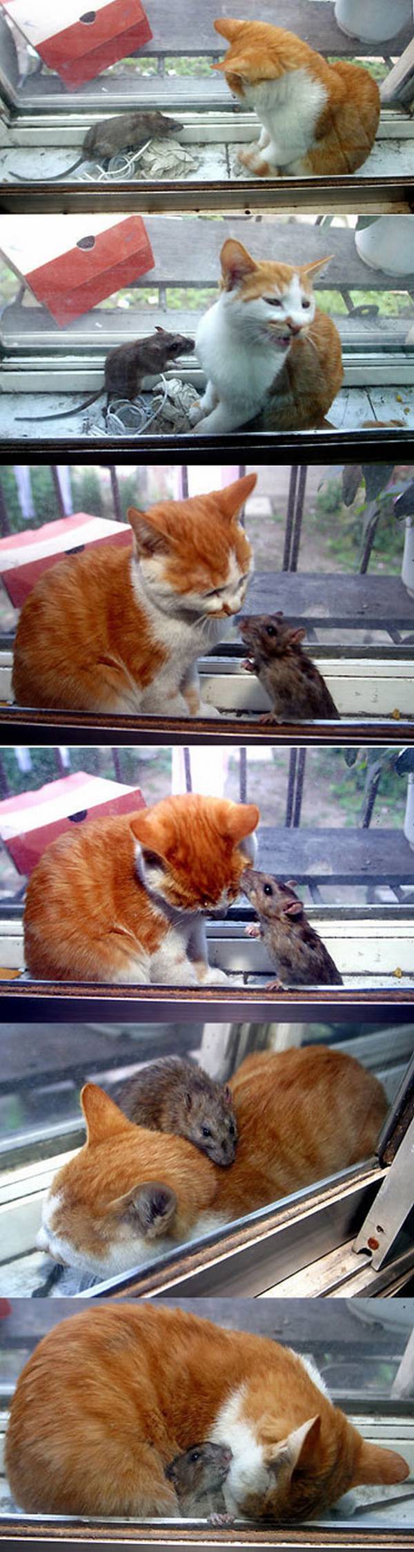 Un gato observando un raton, lo abraza, lo acaricia y lo besa