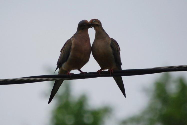 Dos palomas besandose  paradas en un cable de luz