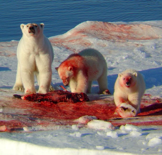 Tres osos polares  untados de sangre en la trompa después de comerse un animal