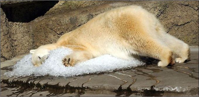 Un oso polar acostado sobre un poquito de hielo