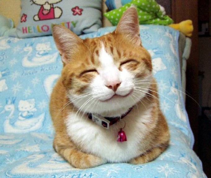 Un gato con los ojos cerrados y una gran sonrisa encima de una caja