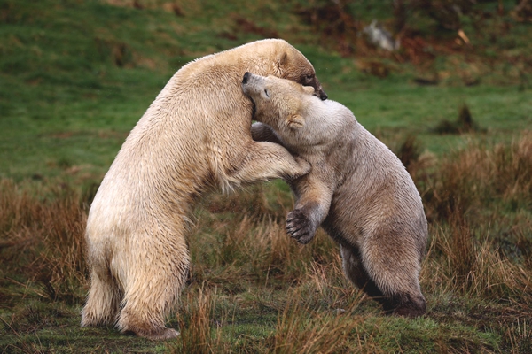 Dos osos polares se abrazan  en gesto muy amistoso en  lugar algo de vegetacion