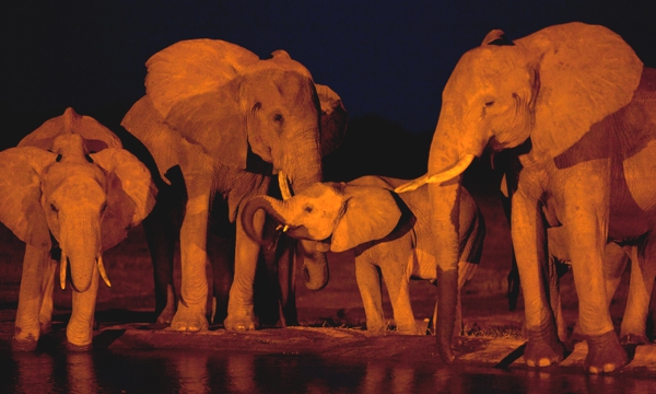 Elefantes en un grupo beben agua en un pozo a la luz de la luna