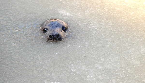 Una pequeña foca  que asoma su cabeza por una parte del, hielo que esta descongelandose