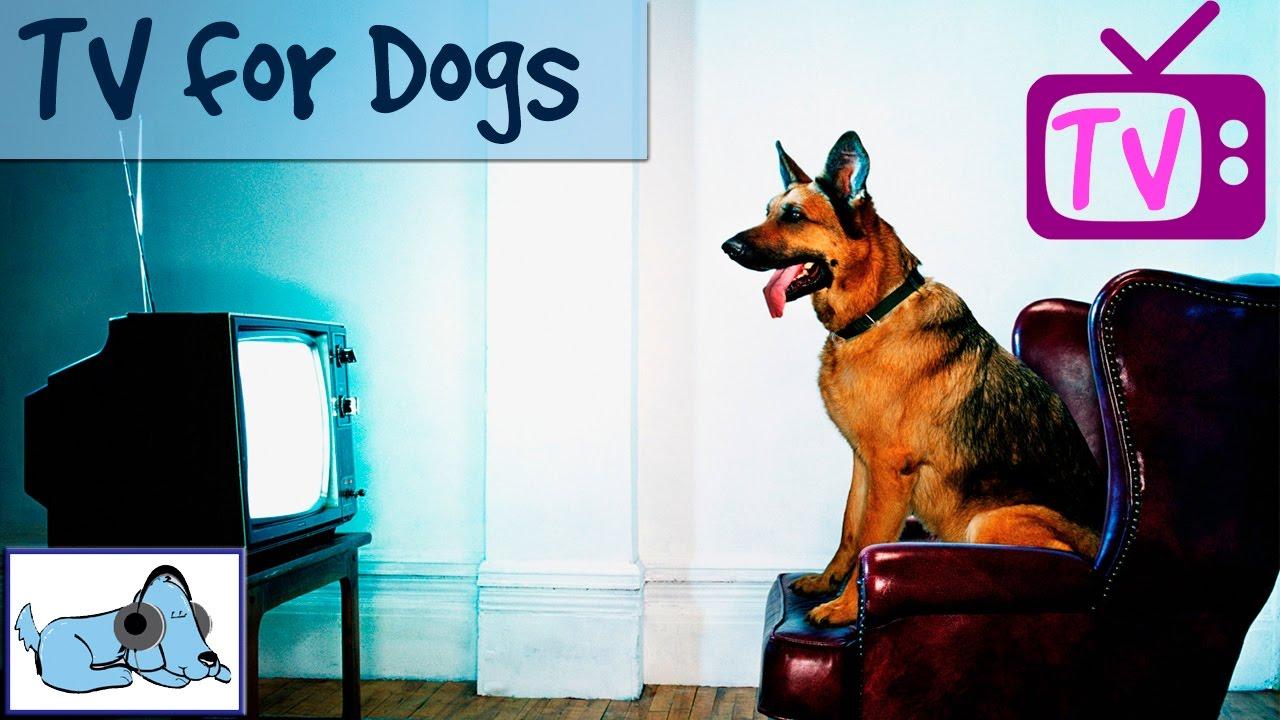 TV for dogs