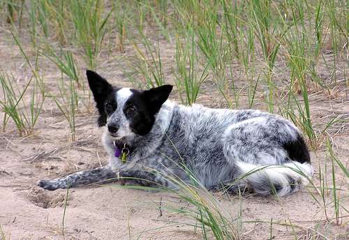 Un can acostado sobre las arenas mira preocupadamente al frente su color es blanco y negro